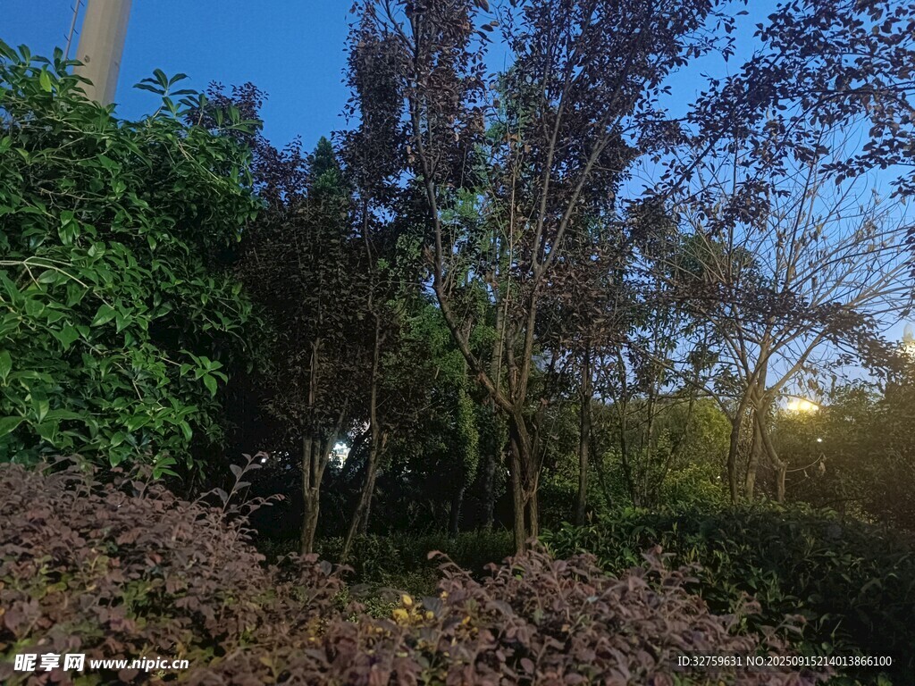 黄昏下的繁茂树林