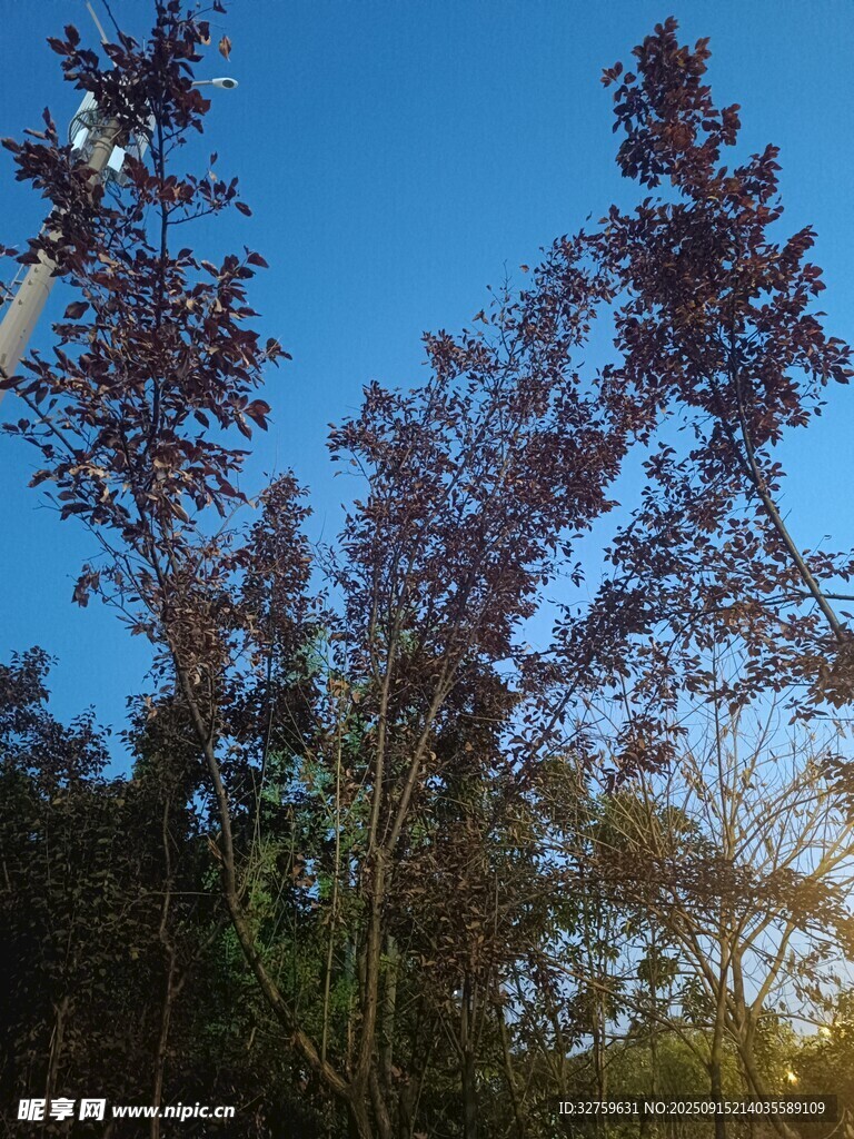 夕阳下的树林美景