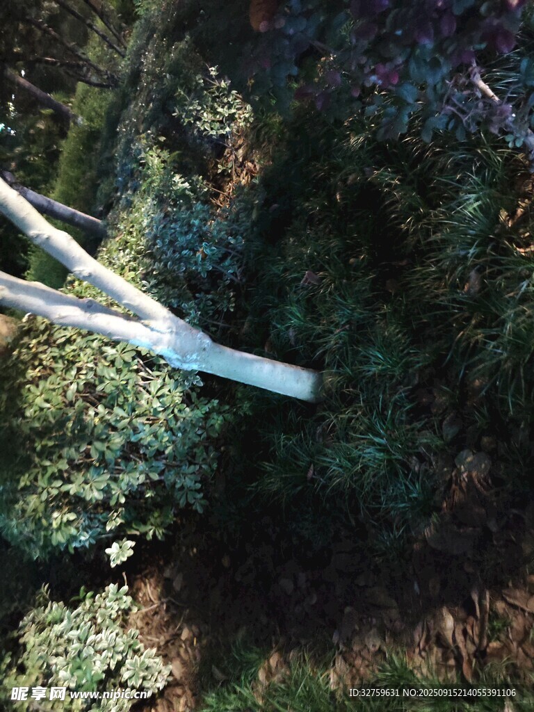 林中白色物件横卧绿植间