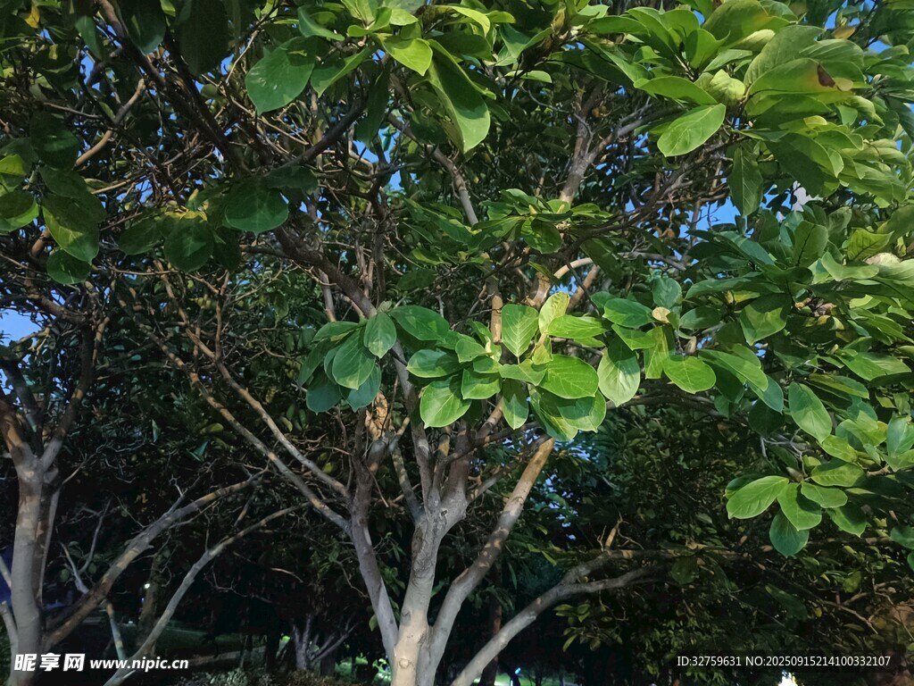 绿叶繁茂的树木景象