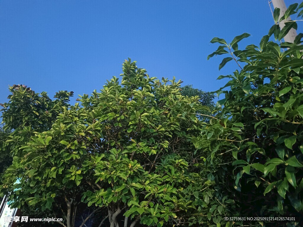 蓝天绿树美景