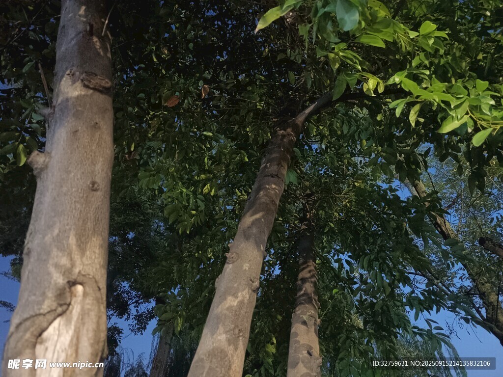 仰视下的高大树木景观