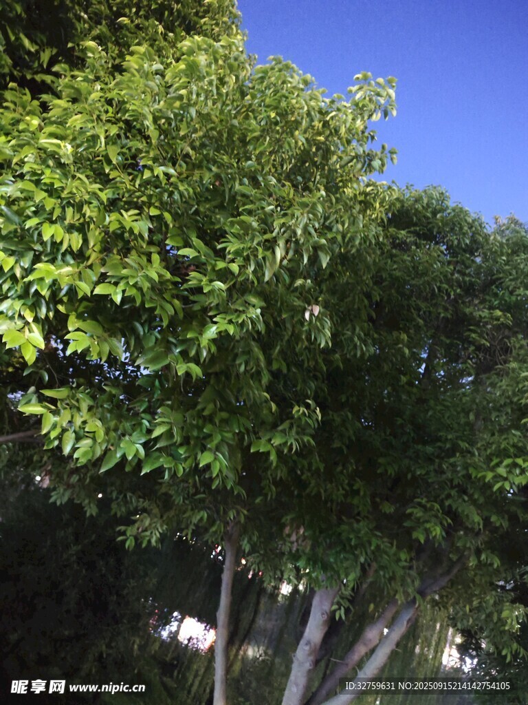 阳光下的葱郁绿树