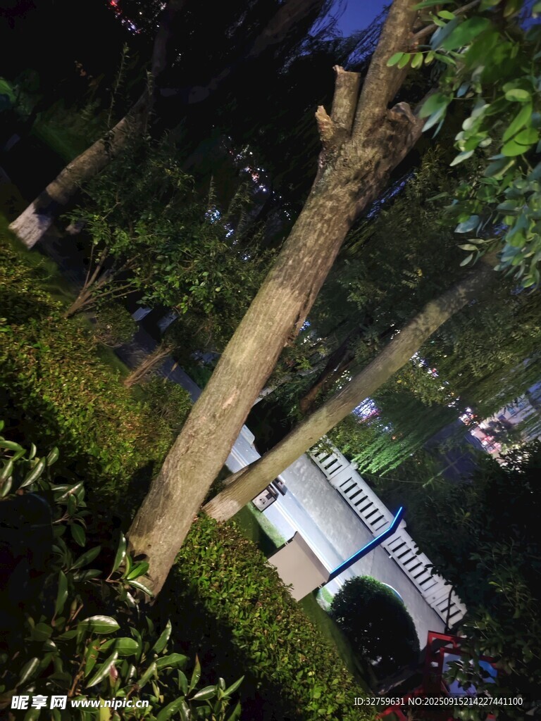 大树倒伏现场
