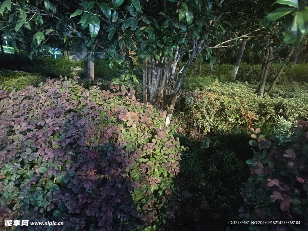 林间多彩植被景观
