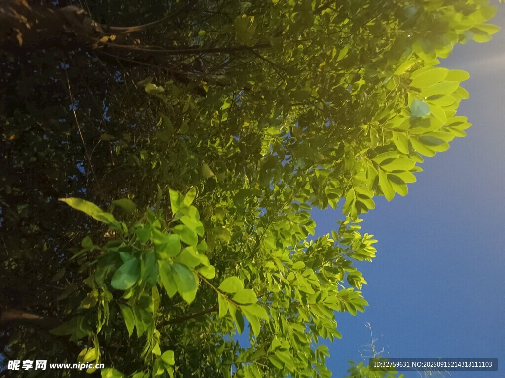 阳光下的翠绿树叶