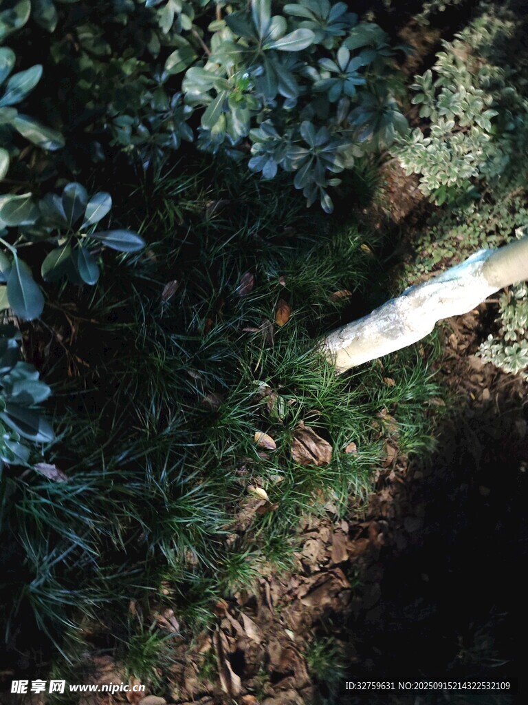 草丛中的白色物体