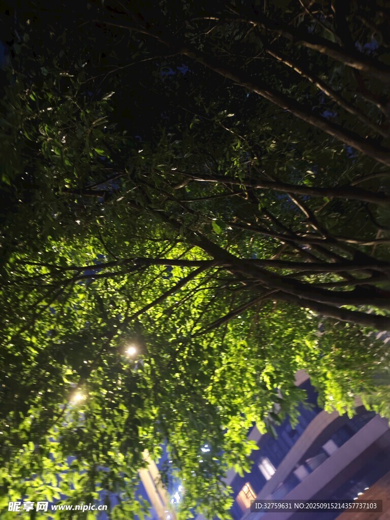 夜晚树下灯光映照绿意