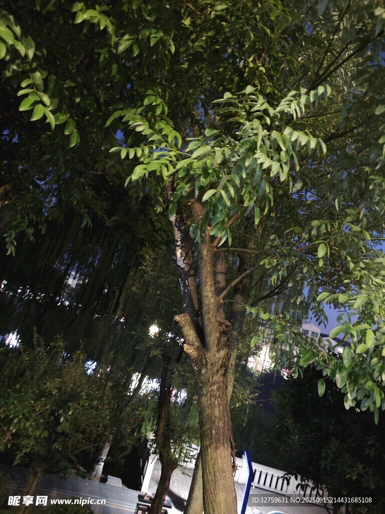 夜晚街边的葱郁树木
