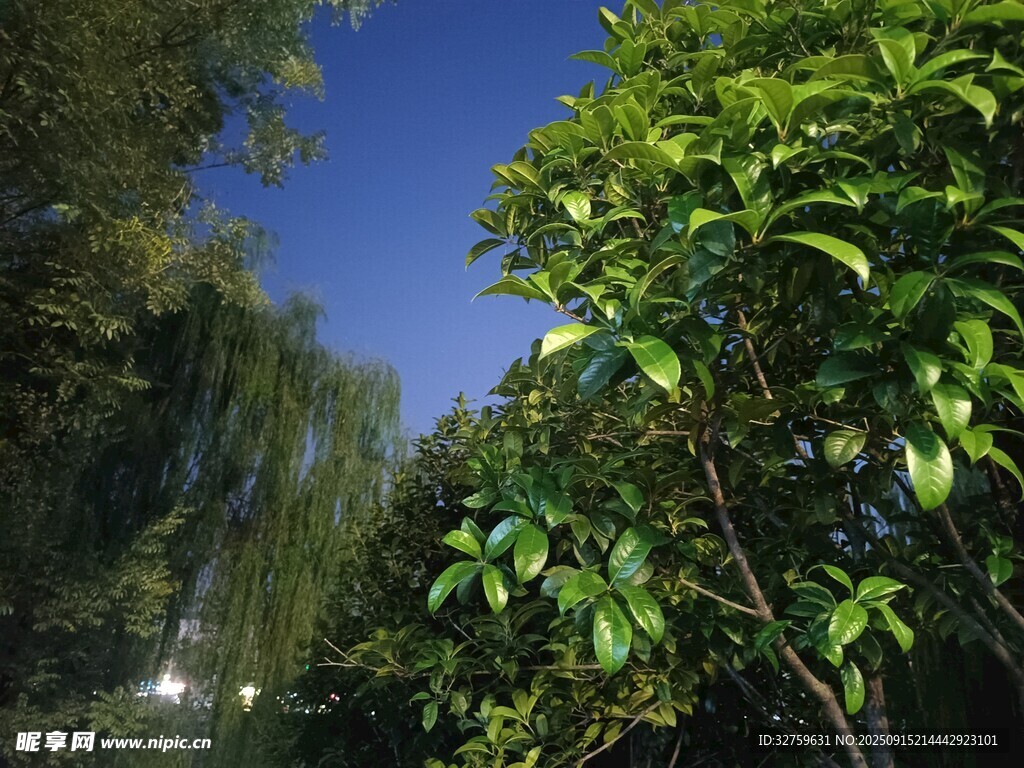 蓝天绿树美景