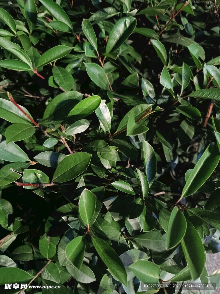 翠绿繁茂的叶片植物