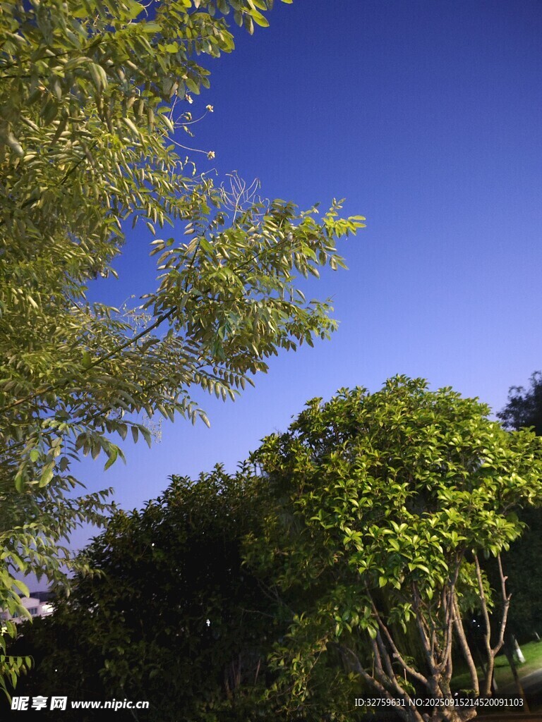 蓝天绿树风景图