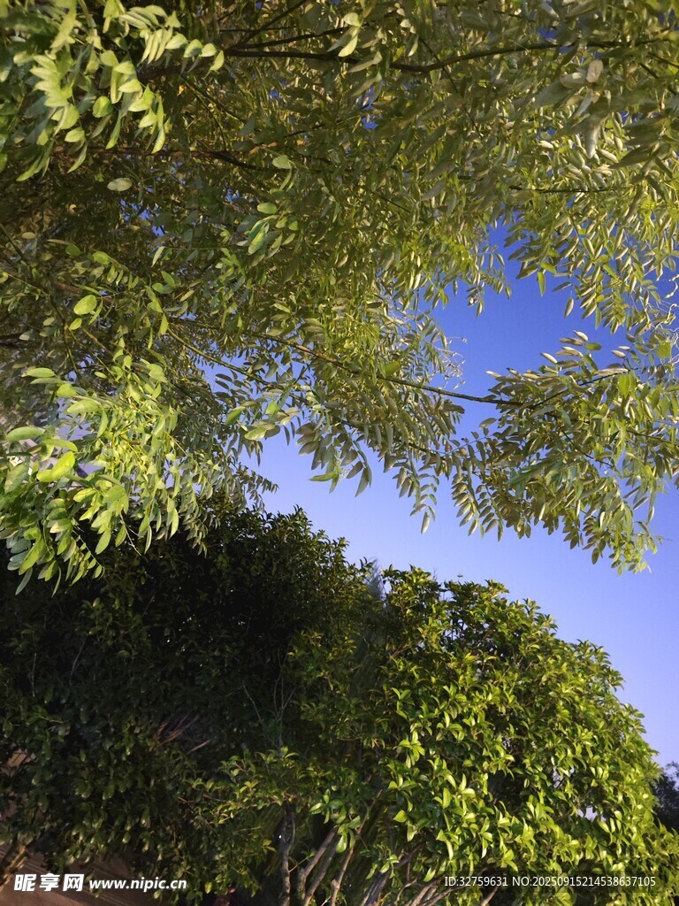 绿荫下的蓝天景致