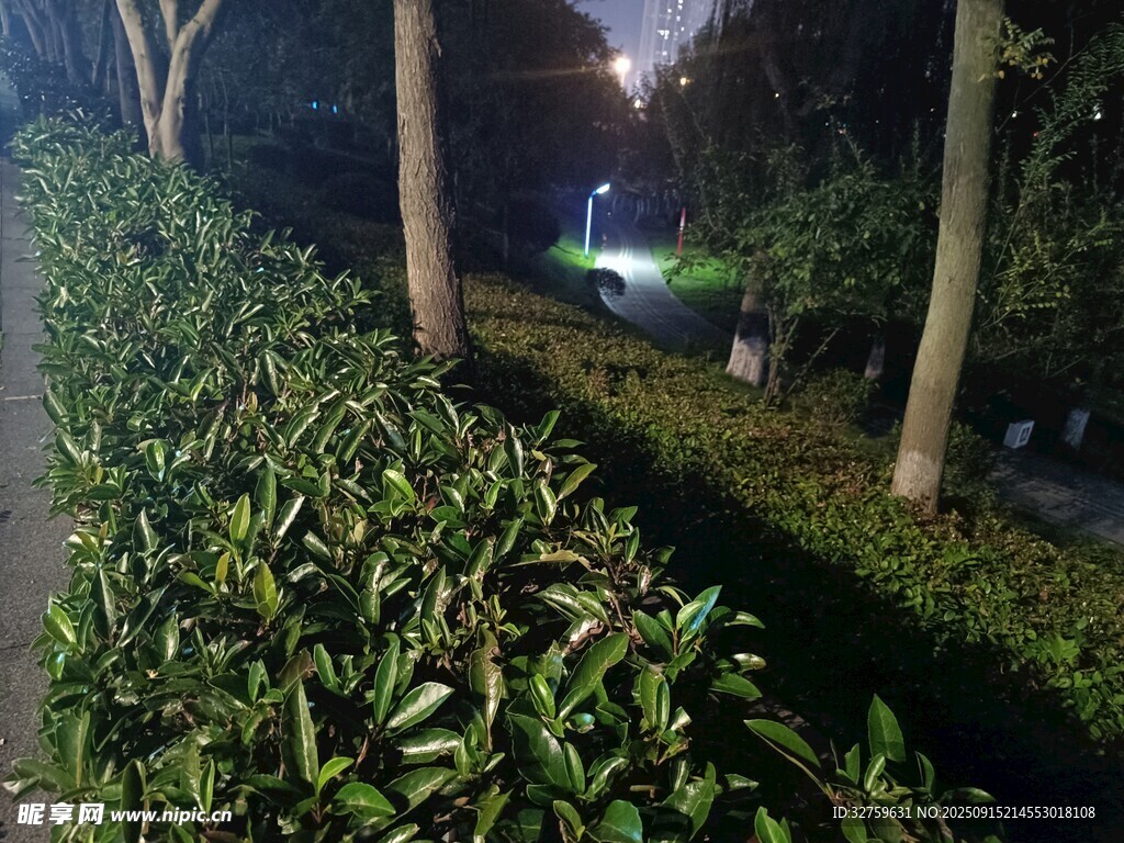 夜晚路边绿植景观