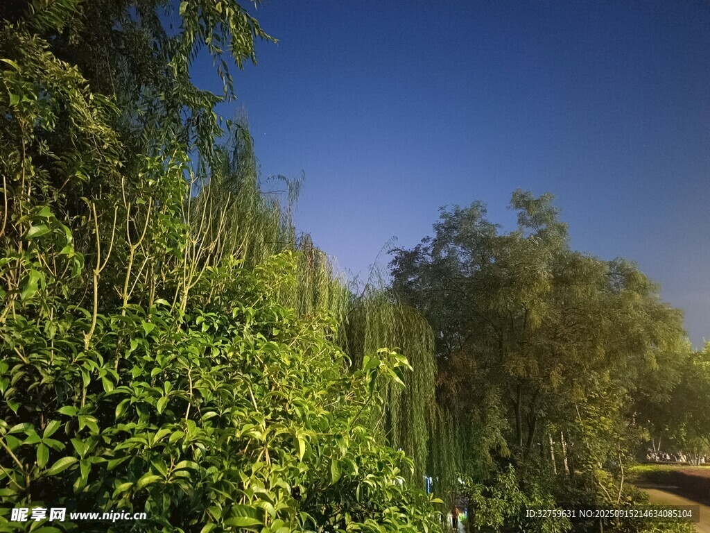 葱郁绿植中的宁静小道