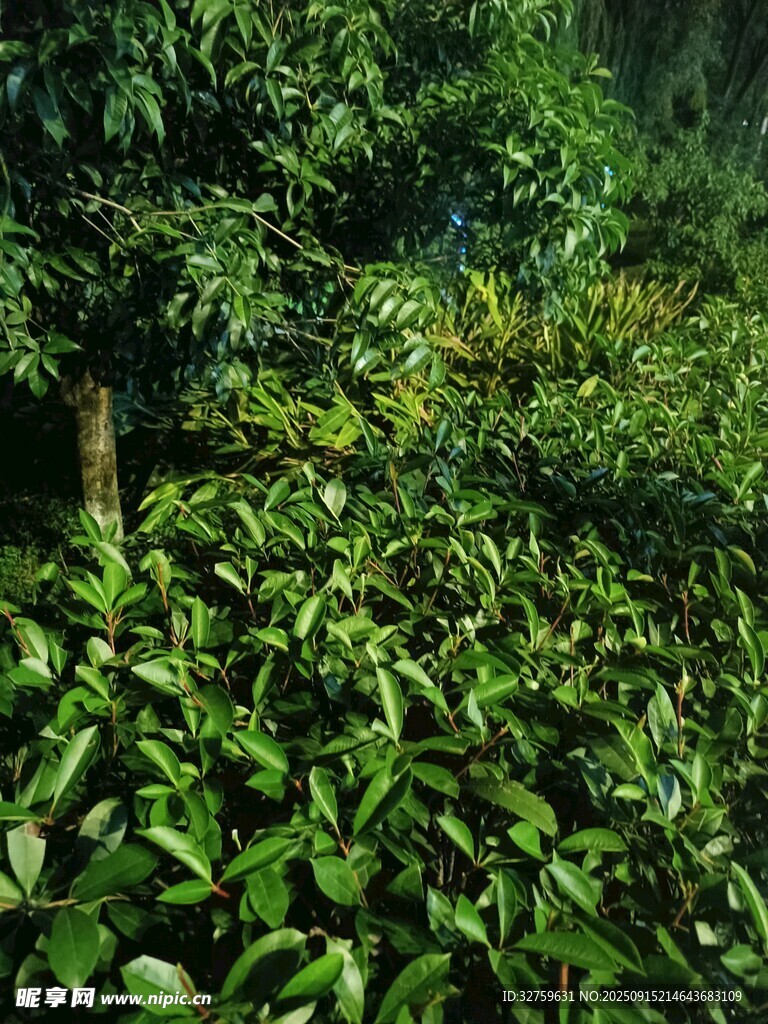 茂密绿植景观