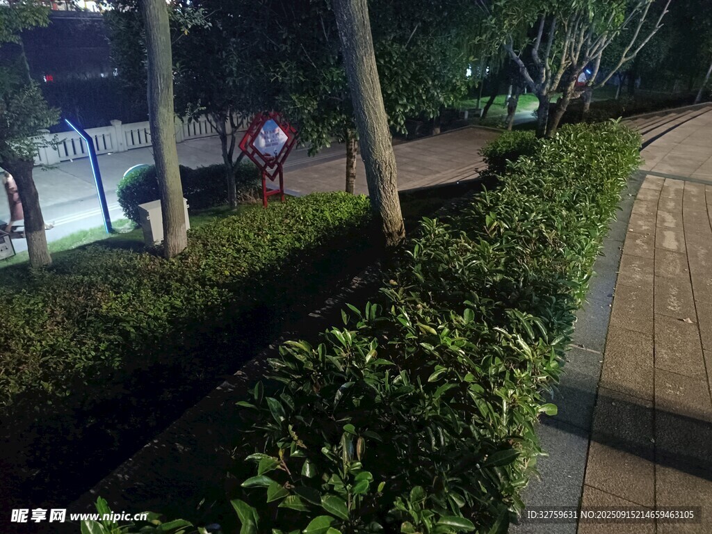 夜晚路边绿植景观