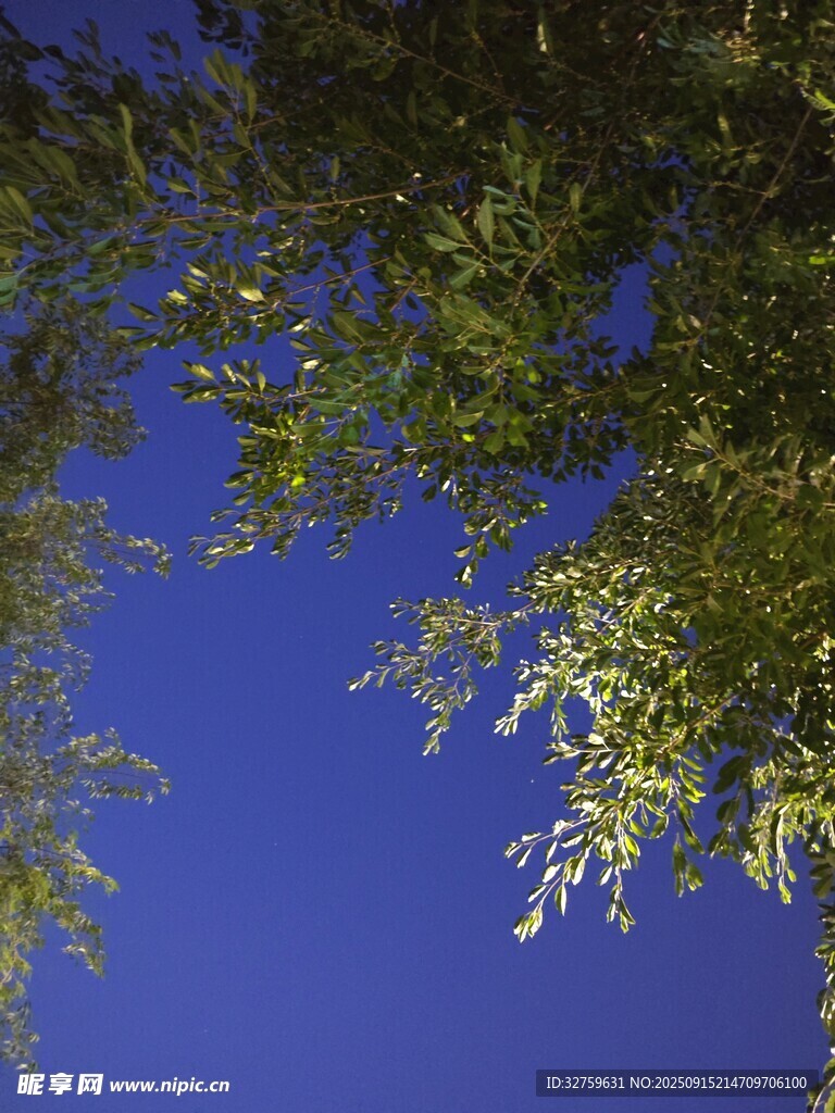 仰望蓝天绿叶