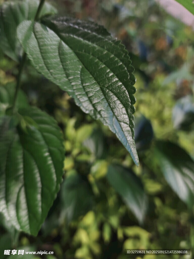 翠绿叶片特写