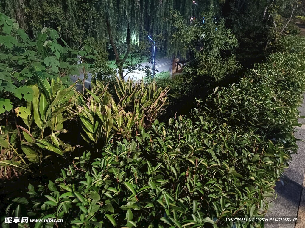 路边繁茂绿植景观