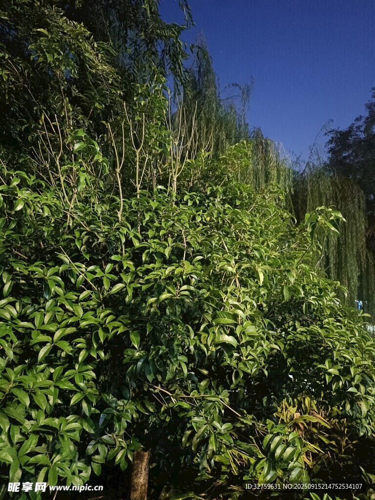 繁茂绿植 