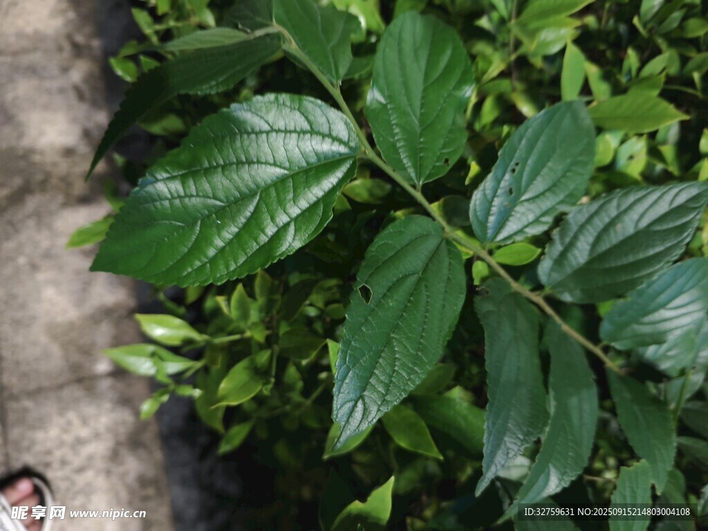 绿叶植物近景特写