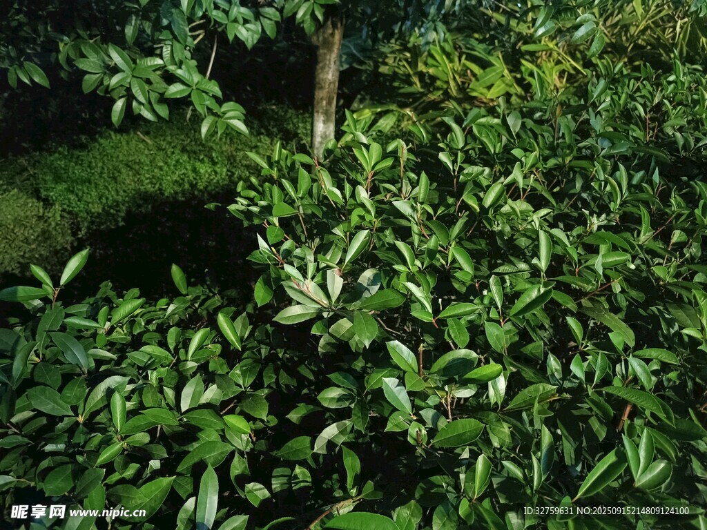 茂密绿植景观