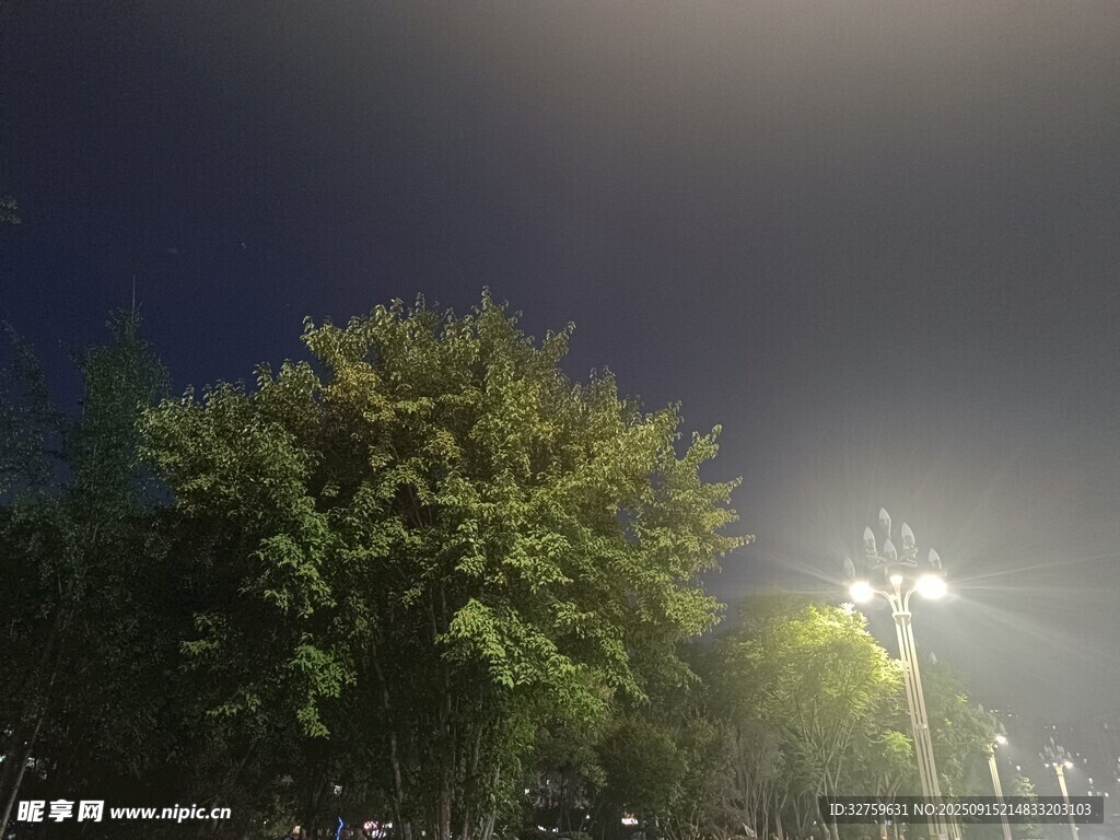 夜晚绿树旁的明亮路灯