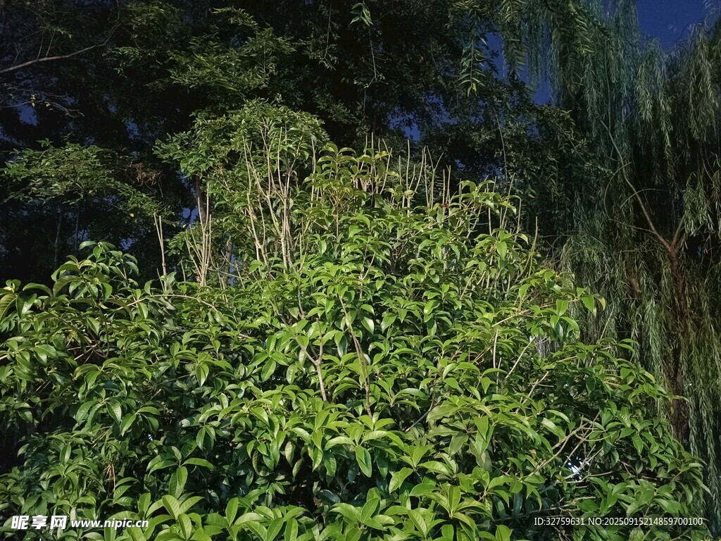 繁茂绿植夜景
