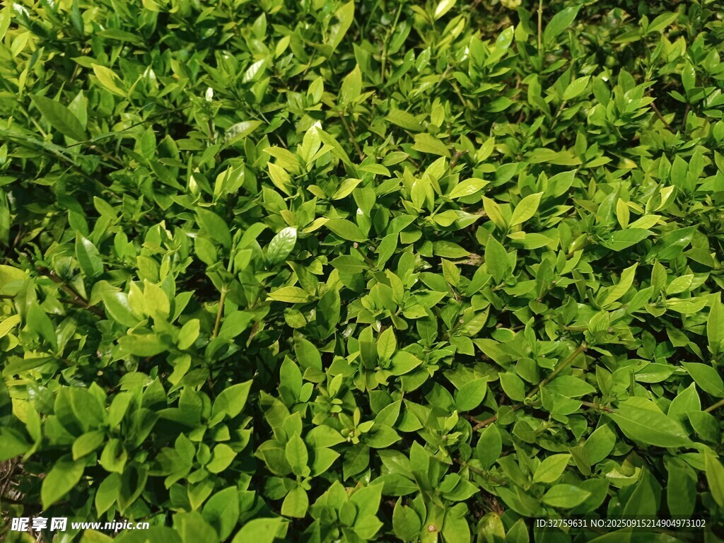 翠绿繁茂的灌木丛