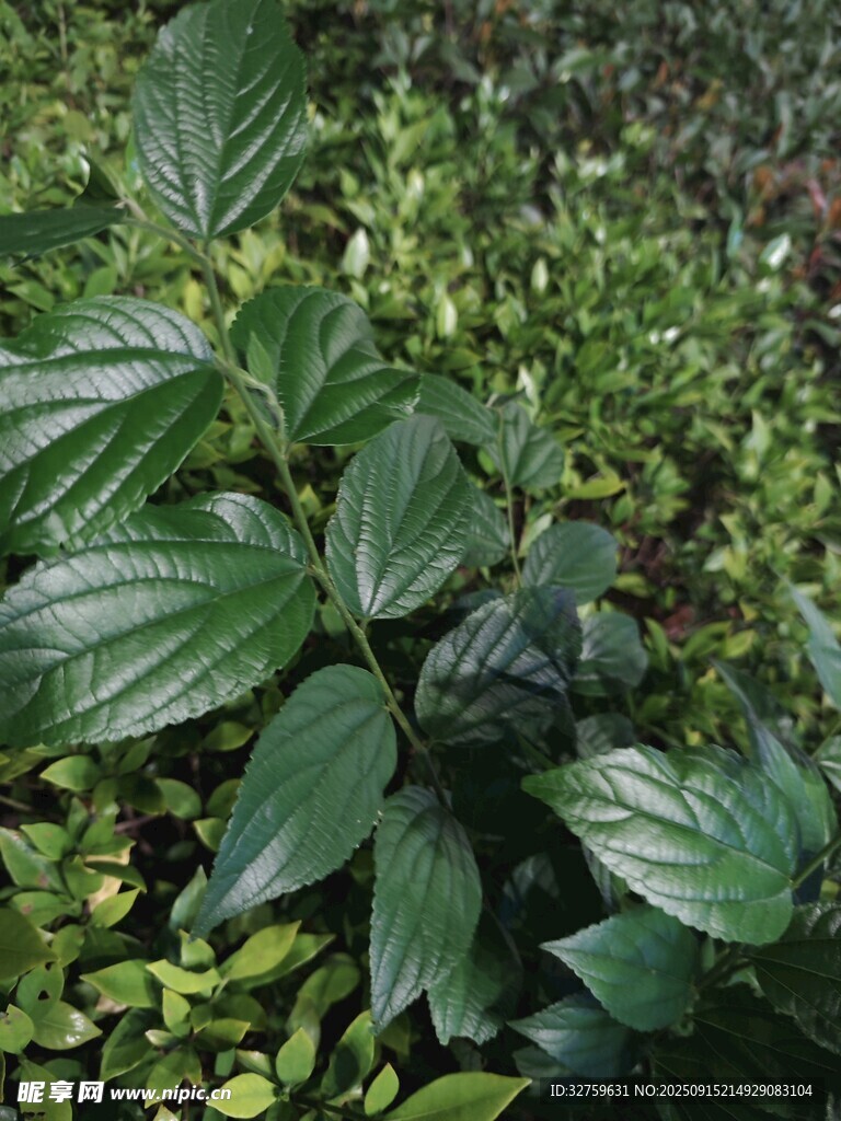茂密绿叶植物景观