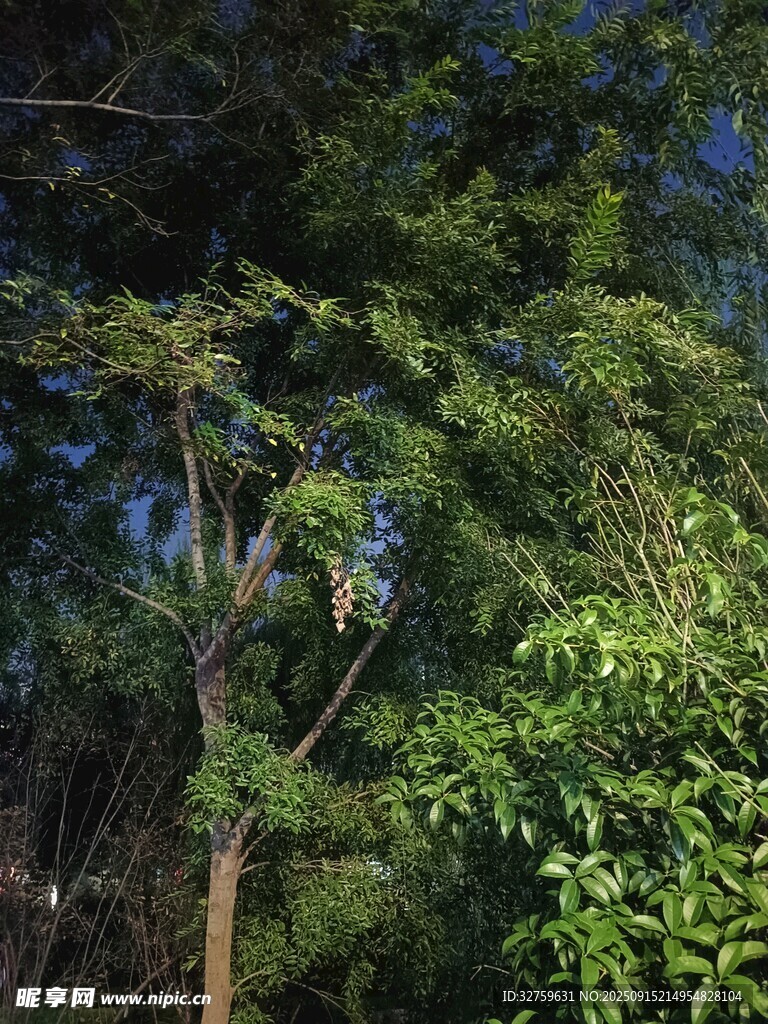 繁茂绿树 