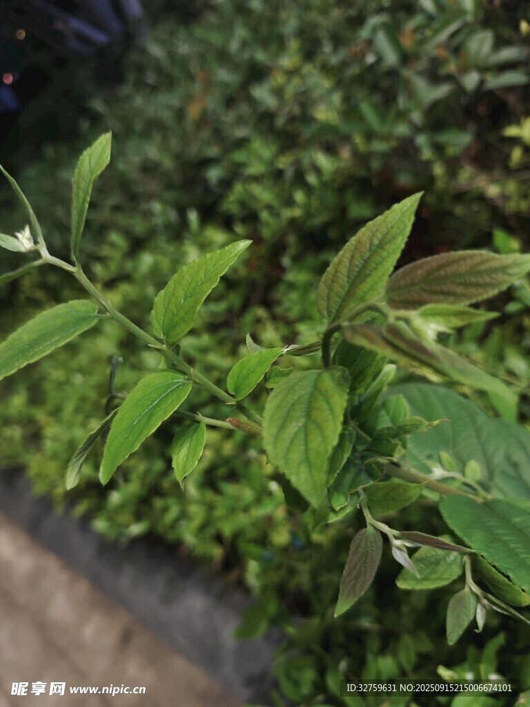 嫩绿植物特写