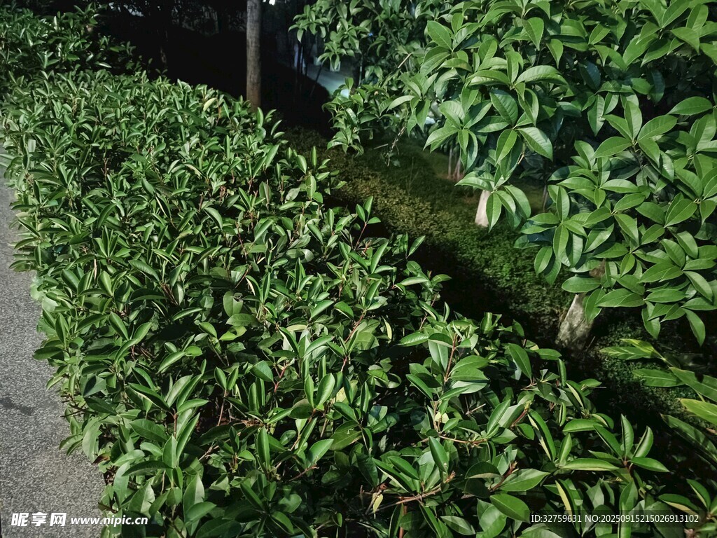 夜晚绿植景观