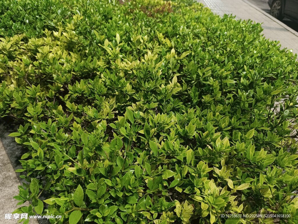 翠绿繁茂的低矮灌木丛
