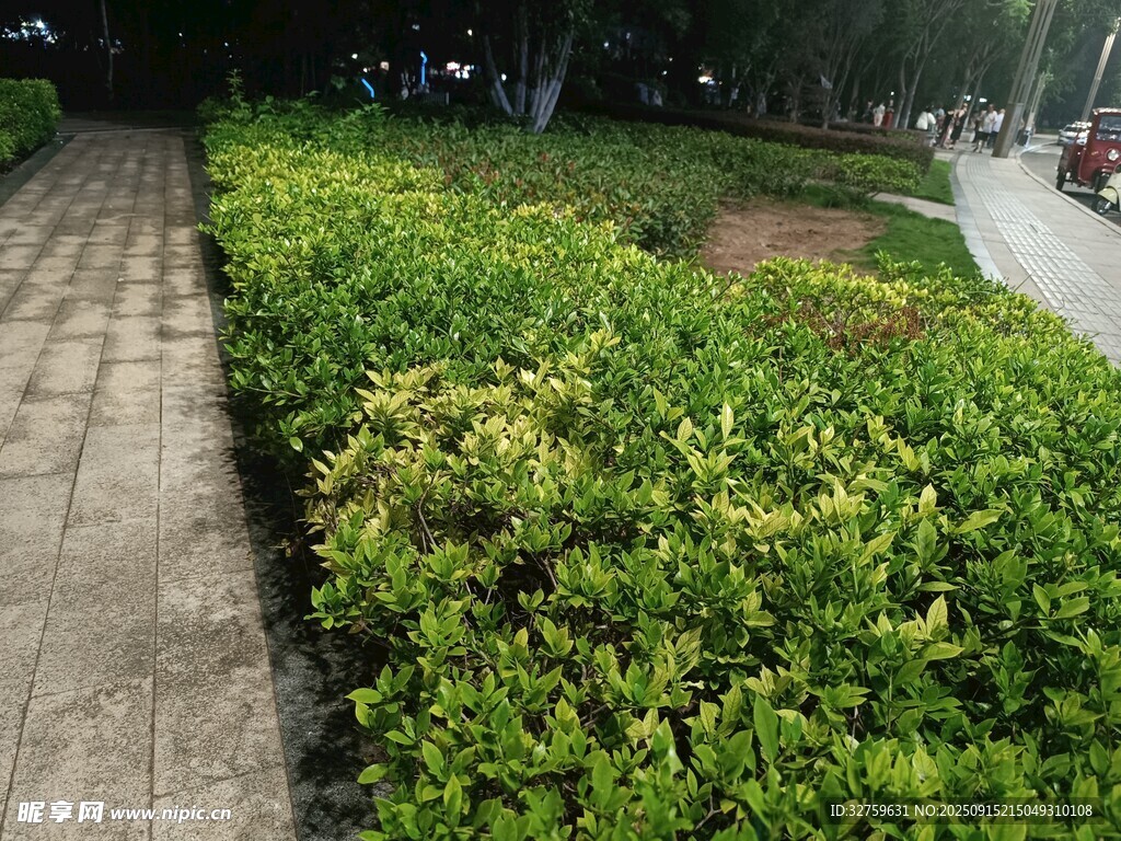 路边整齐绿植景观