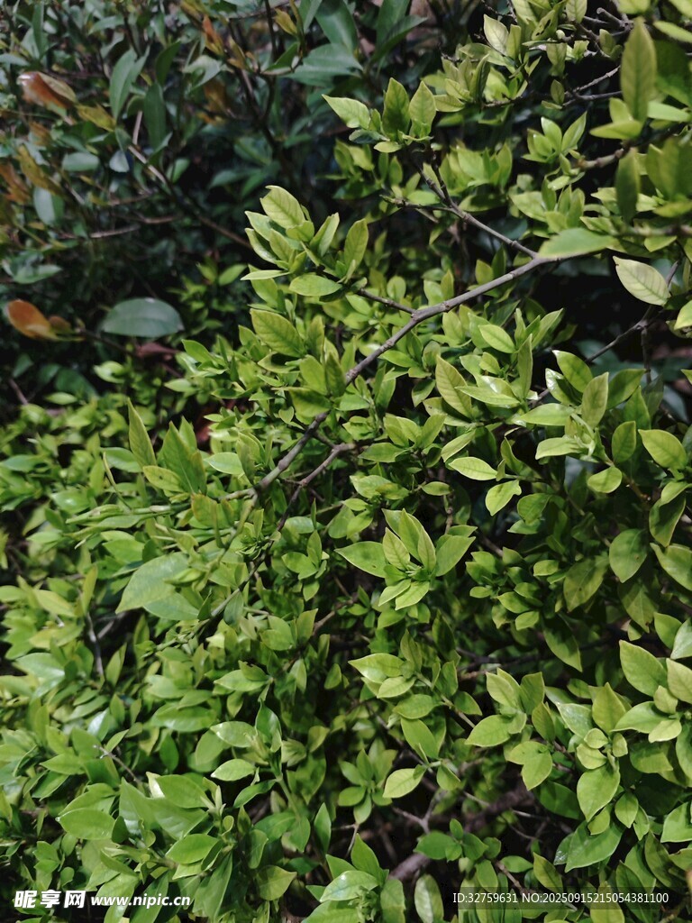 茂密翠绿的植物景观