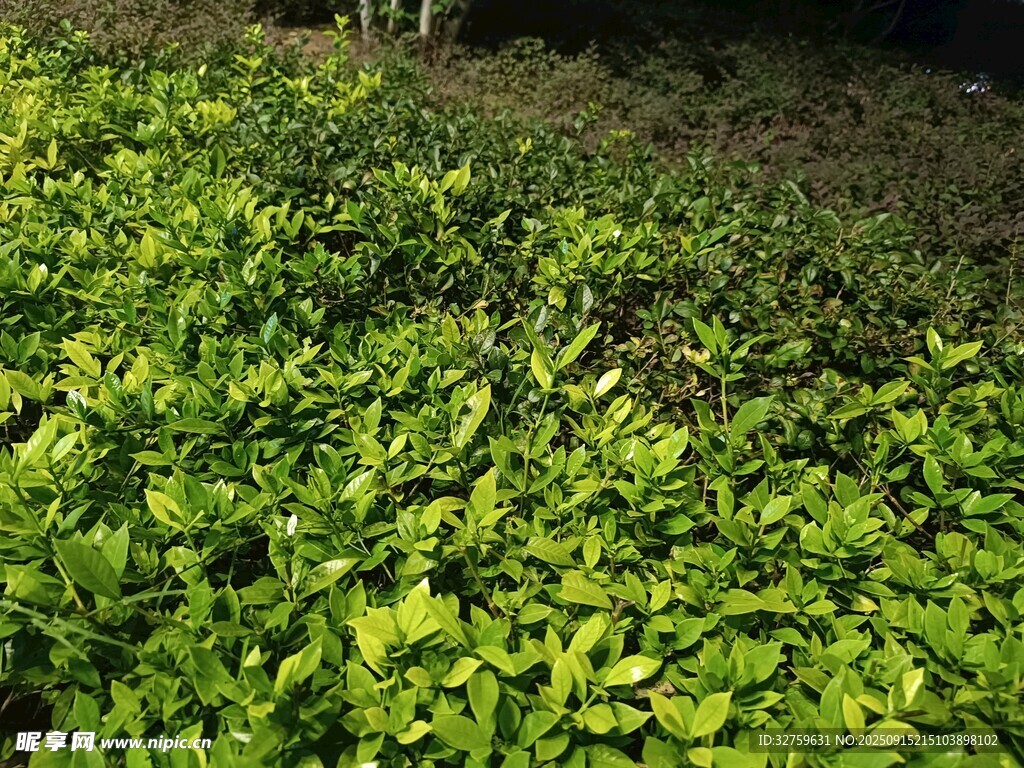 翠绿繁茂的植物景观