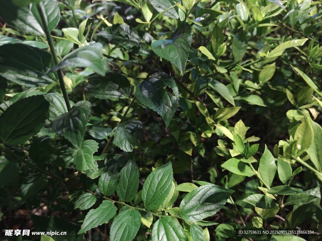 繁茂绿植景观
