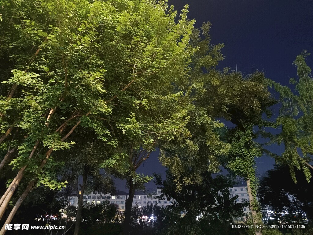 夜幕下的葱郁树木