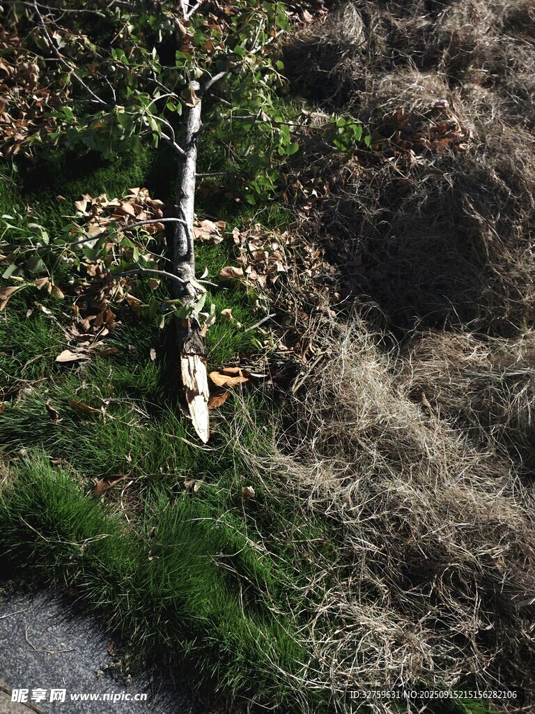 路边的白桦树与周边植被