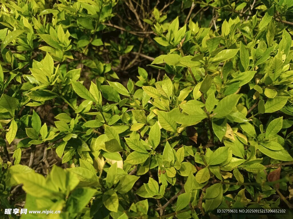翠绿繁茂的植物景观