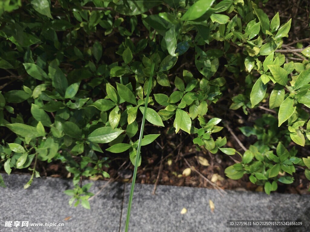 路边绿植特写