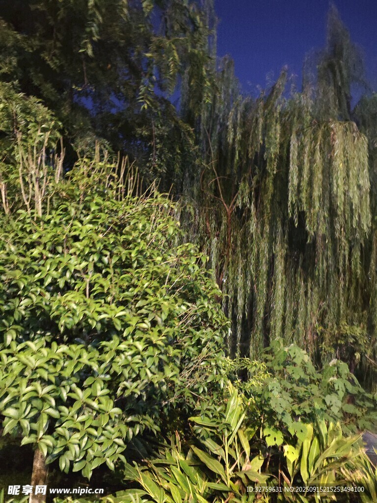 繁茂绿植景观