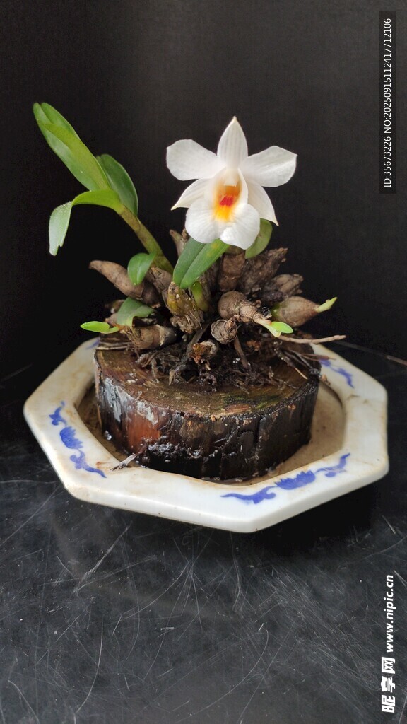 雅致盆栽白花石斛兰