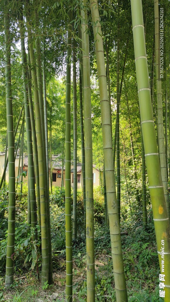 翠绿竹林自然清新景致