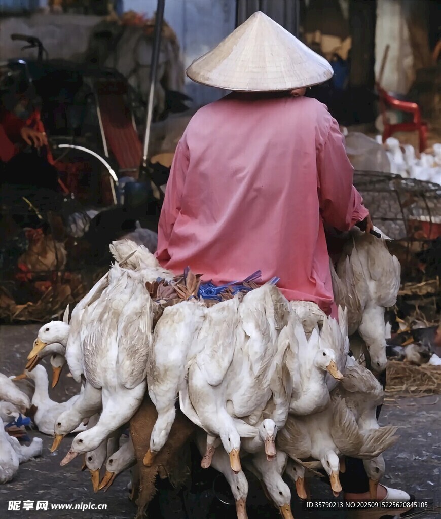 越南戴斗笠者赶着一群羊