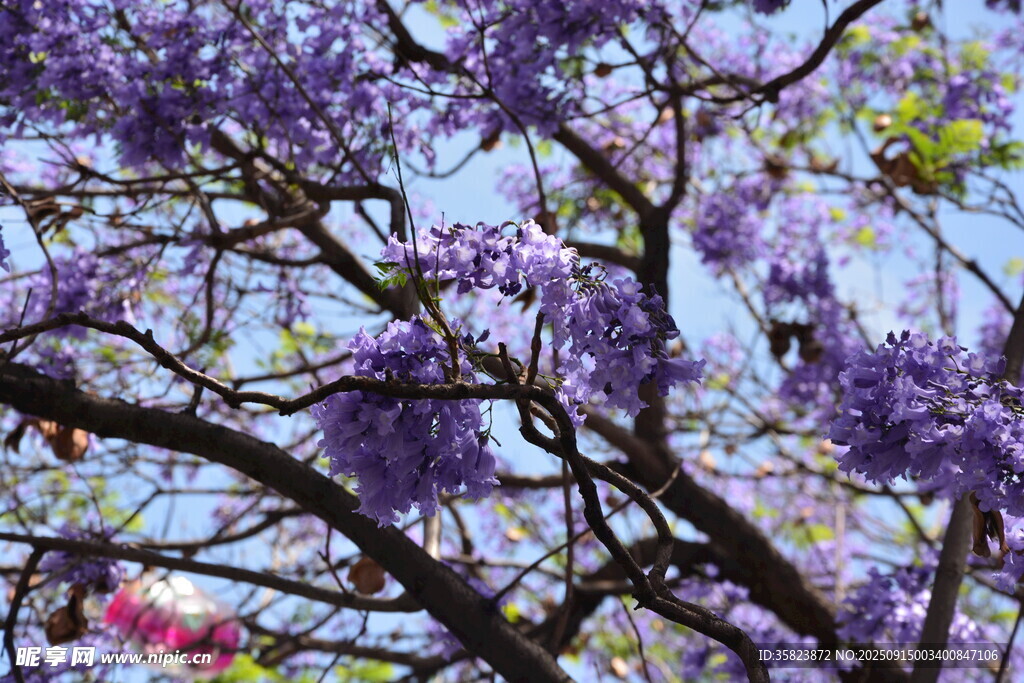 盛开的紫花树