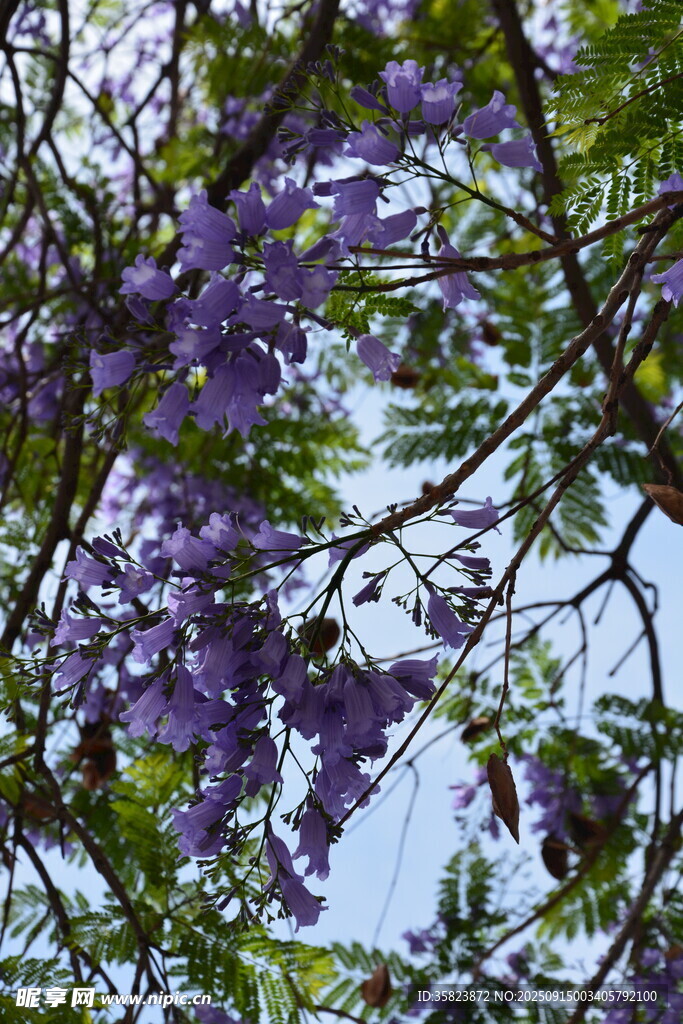 盛开的蓝花楹