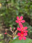 微距 花儿绽放 红花